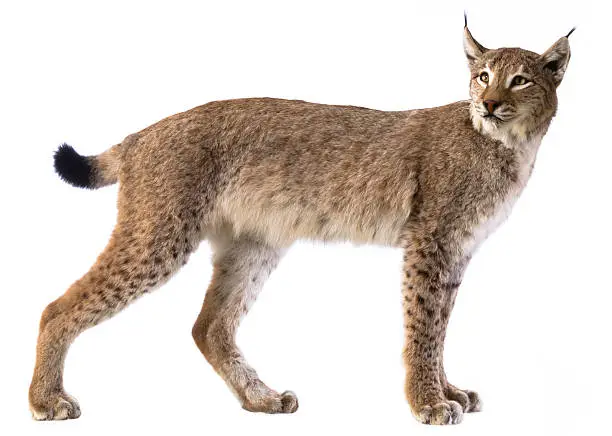 Eurasian Lynx on white background