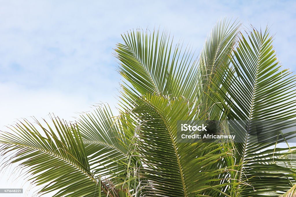 Feuilles de palmier, des cocotiers (Cocos nucifera), Sky, végétation tropicale - Photo de Abstrait libre de droits