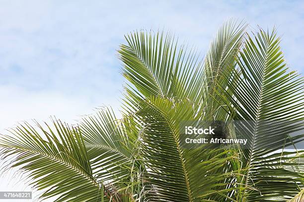 Foglie Di Palma Palme Da Cocco Cielo Vegetazione Tropicale - Fotografie stock e altre immagini di Africa