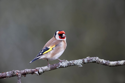 Goldfinch, Carduelis carduelis, single bird on branch, Warwickshire, December 2012