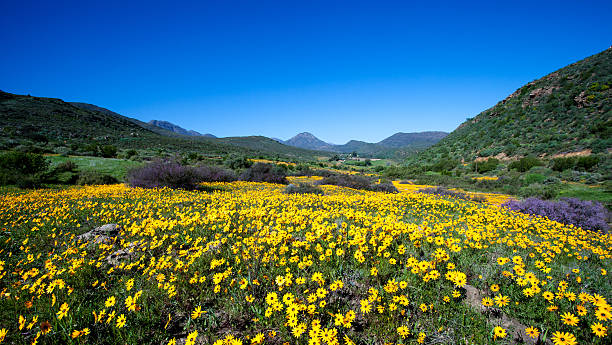 carpet of wild flowers in South Africa stock photo