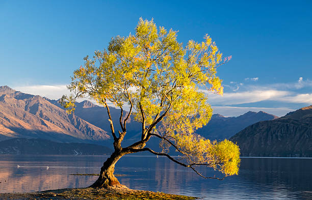 Sunrise on Lake Wanaka of the iconic willow tree, South Island of New Zealand. 