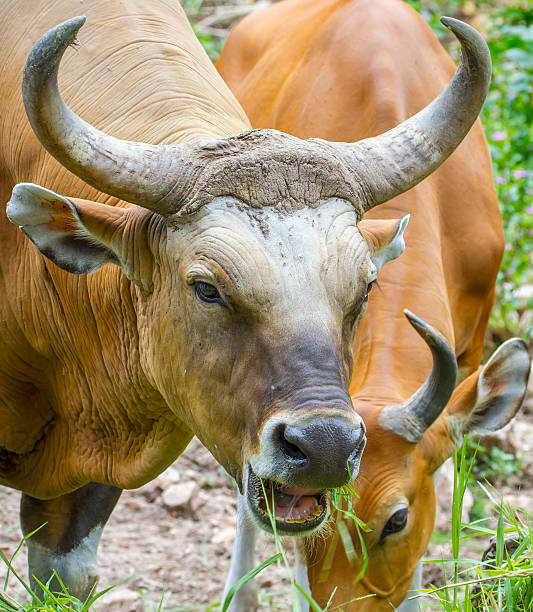 banteng atau banteng merah makan rumput - sapi bali sapi potret stok, foto, & gambar bebas royalti
