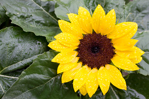 Perfect large sunflower on a background of green leaves