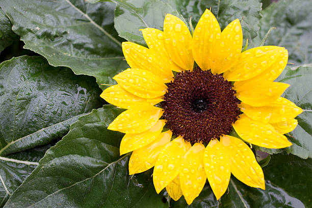girassol - dewy sunflower - fotografias e filmes do acervo
