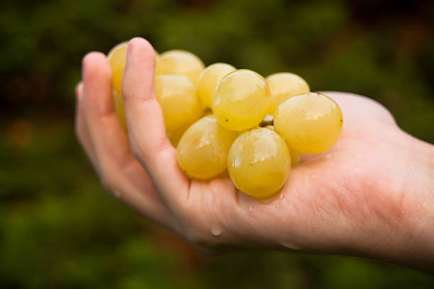 Hand holding a bunch of grapes, traditionally eaten on New Year's Eve in Spain. Green leaves in the background.