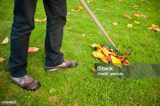 Folhas Raking Up - Fotografias de stock e mais imagens de Adulto - Adulto, Ambiente vegetal, Ancinho - Equipamento de Jardinagem