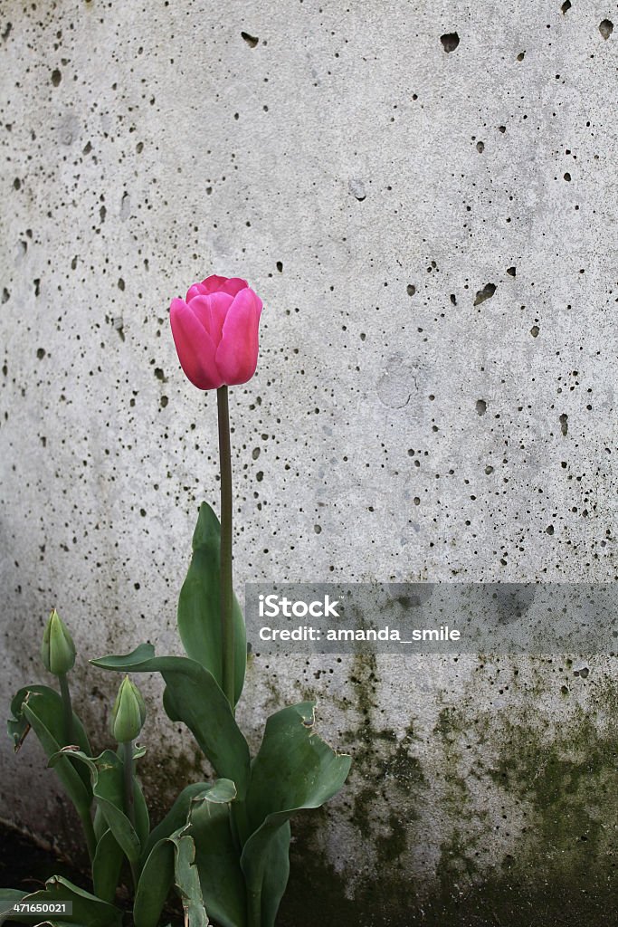 Single lonely pink rose One pink rose with wilting green leaves, against a grey spotted dirty background.  Beauty In Nature Stock Photo