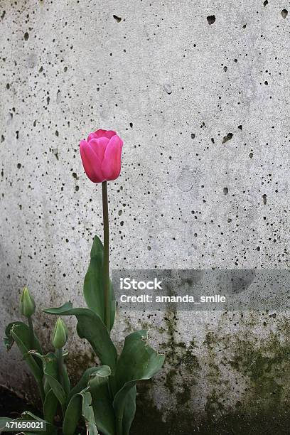 Single Lonely Pink Rose Stock Photo - Download Image Now - Beauty In Nature, Copy Space, Flower