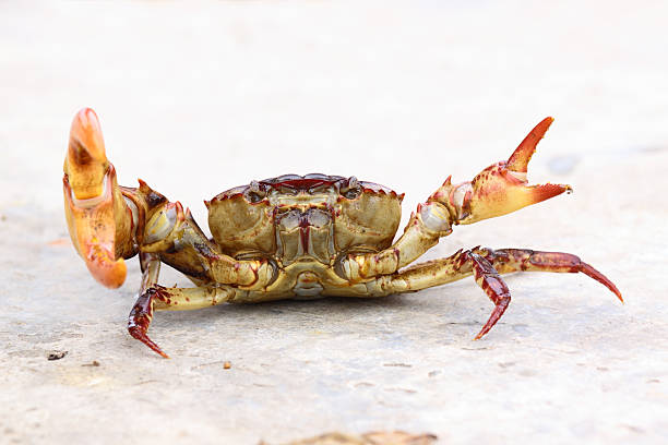 Fierce crab stock photo