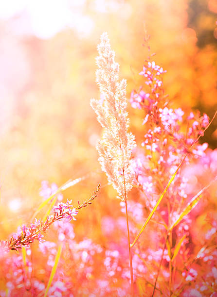 istock wildflowers in meadow during sunrise or sunset 471650423