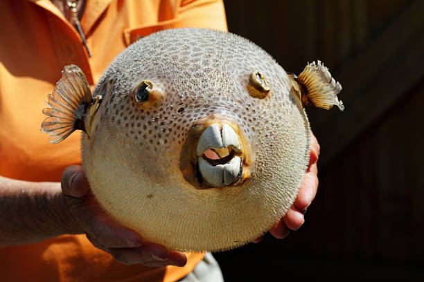 Baiacu, also know as Porcupinefish, is a common fish in the tropical waters of the Atlantic and other oceans, inhabiting coastal areas in relatively shallow water.