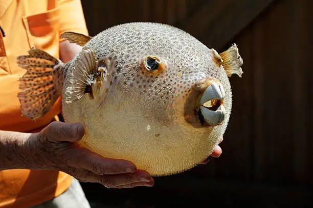 This pufferfish may be an example of the taxidermist's art, but in this case it is filled with air. Clearly seen are the four 'teeth' that give this order of fishes the name Tetradontidae. These teeth deal with the natural prey of pufferfish, which are molluscs and crustaceans. 'Four-tooth' fishes include examples with names such as pufferfish, puffers, balloonfish, blowfish, bubblefish, globefish, swellfish, toadfish, toadies, honey toads, sugar toads, and sea squab. They are closely related to the porcupinefish, which have large external spines. Pufferfish may be the second-most poisonous vertebrates in the world, after the golden poison frog. Organs such as the liver and skin can be highly toxic due to an accumulation of tetrodotoxin, a neurotoxin. Some countries that enjoy cookery-on-the-edge will eat pufferfish, after it has been specially prepared, at which time the meat is considered a delicacy (even if still potentially lethal). Japan has its 'fugu', Korea its 'bok' and China its 'hetun'. This particular pufferfish came from the seas around Menorca. Similar fishes: .