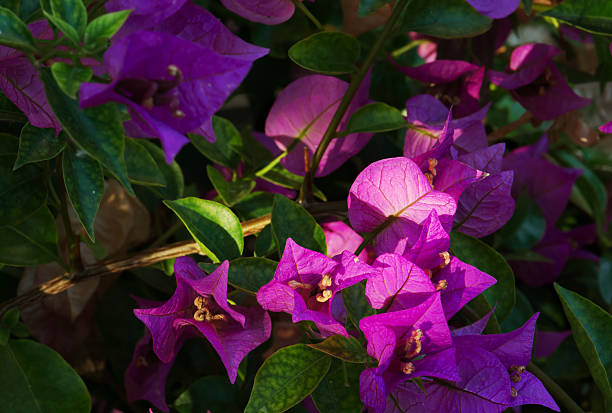 Purple flowers of bougainvillea plant at sunset.