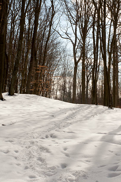 Floresta de neve - foto de acervo