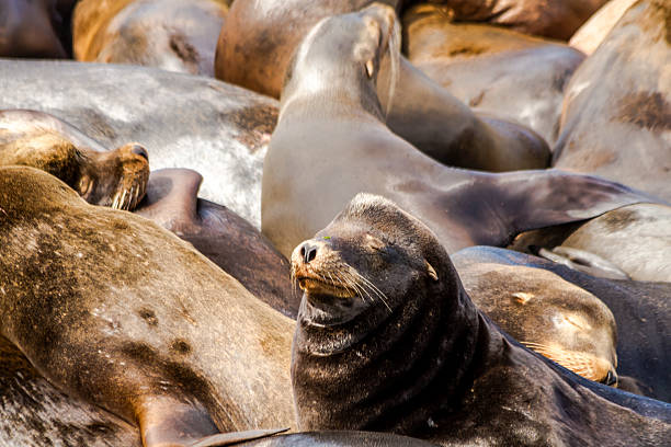 istock Pacific Northwest Sea Lions and Seals 471651444