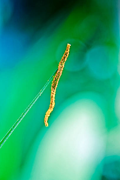 istock Hymenocallis littoralis, Spider lily 471651786