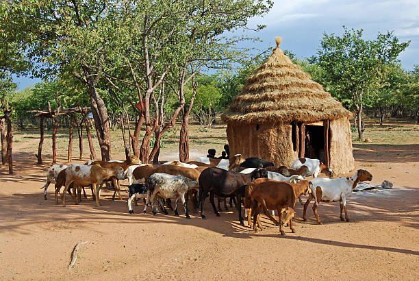 himba village, à proximité du parc national d'etosha en namibie - parc national detosha photos et images de collection