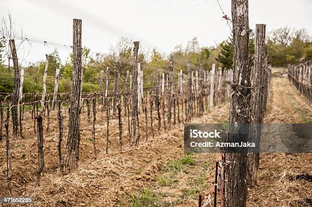 Estação Seca - Fotografias de stock e mais imagens de Seca - Seca, Vinha, Videira