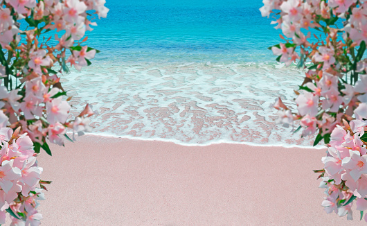 pink oleanders by the shore