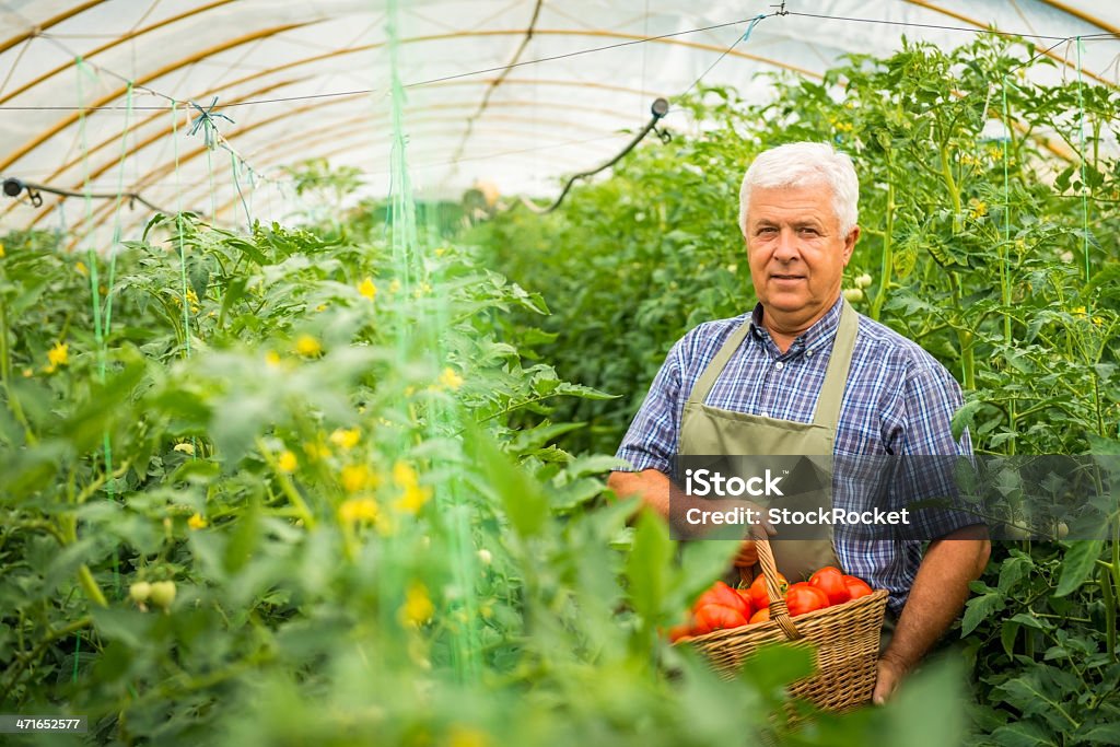 Paisajista retiro Tomates en su jardín - Foto de stock de Adulto libre de derechos