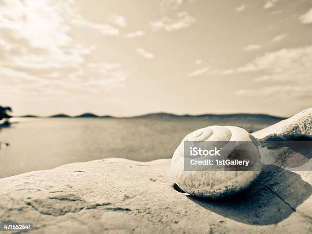 Snail House On The Beach Stock Photo - Download Image Now - Animal Shell, Bay of Water, Beach