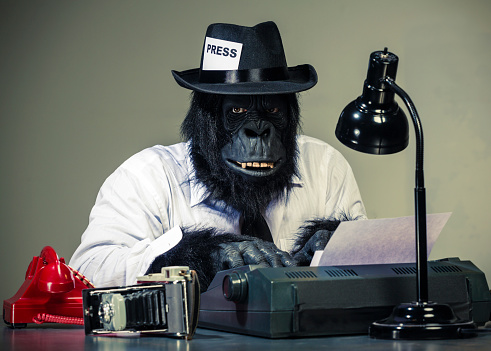 A gorilla reporter working feverishly on his news story.