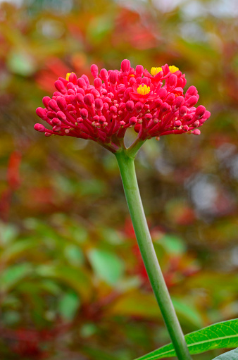 Close up of a Coral Plant, Jatropha multifida, in full bloom