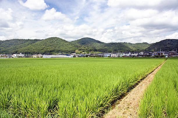 istock Summer Rice Fields in Okayama, Japan 471652974