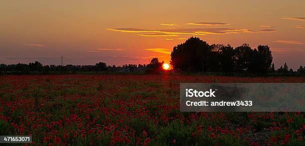 Foto de Campo De Poppies e mais fotos de stock de Agricultura - Agricultura, Ajardinado, Beleza