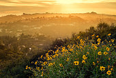 Hollywood Hills Mountain Landscape with Flowers Los Angeles