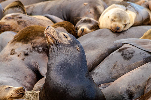 istock Pacific Northwest Sea Lions and Seals 471653172