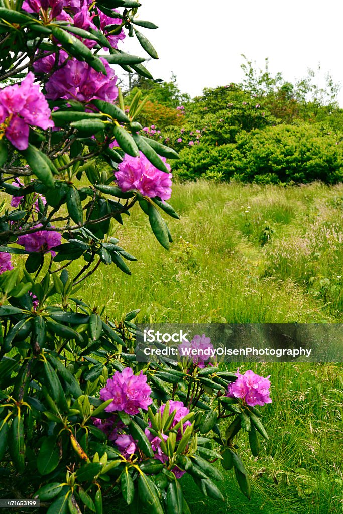 Wild Rododendro bush - Foto stock royalty-free di Ambientazione esterna
