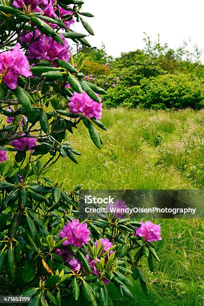 Wild Rododendro Bush - Fotografie stock e altre immagini di Ambientazione esterna - Ambientazione esterna, Campo, Composizione verticale