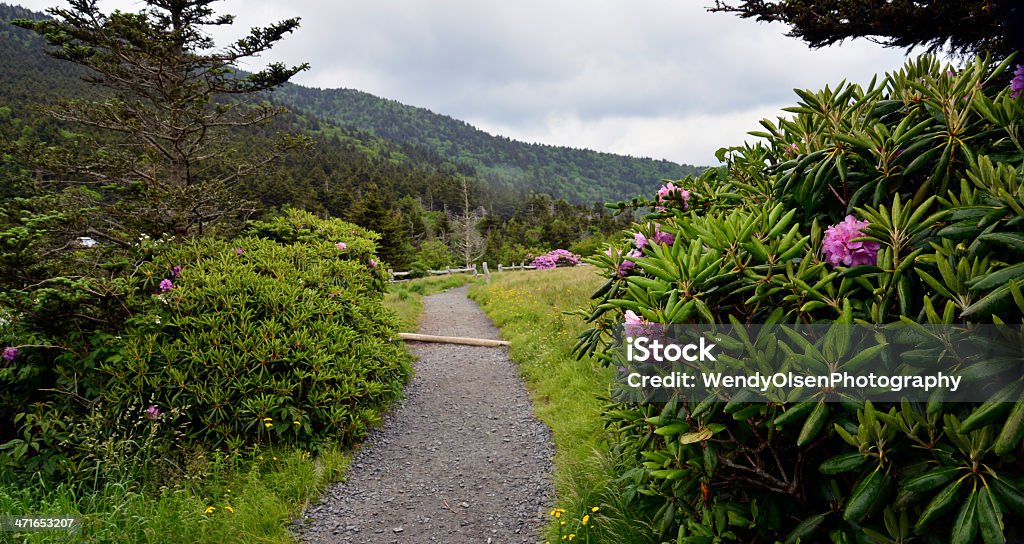 Appalachian Trail-Abschnitt - Lizenzfrei Roan Mountain-Staatspark Stock-Foto