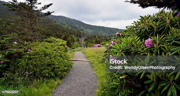 Appalachian Trailabschnitt Stockfoto und mehr Bilder von Roan Mountain-Staatspark - Roan Mountain-Staatspark, Appalachen-Region, Appalachen-Wanderweg