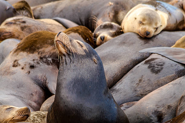 istock Pacific Northwest Sea Lions and Seals 471653218