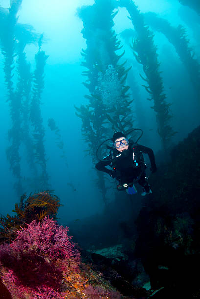 Scuba Diver in the Kelp while diving Cataina A Female diver descends in the kelp off of Santa Catalina Island in Southern California kelp stock pictures, royalty-free photos & images