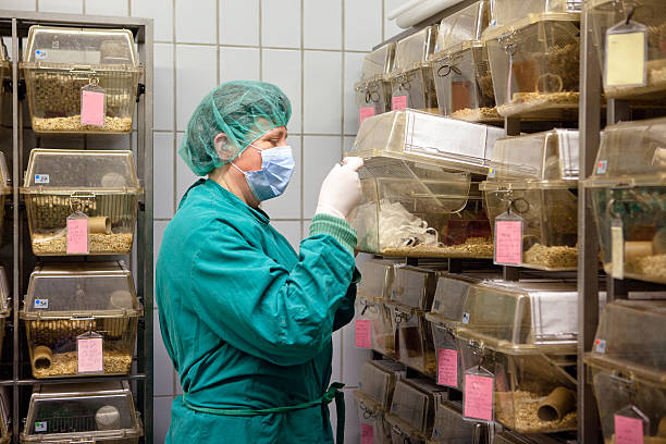 istock lab assistant takes care about laboratory animals in plastic cages 471653917