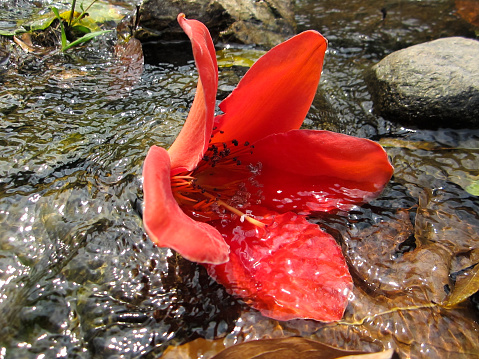 A red silk cotton flower (Bombax ceiba) under the water