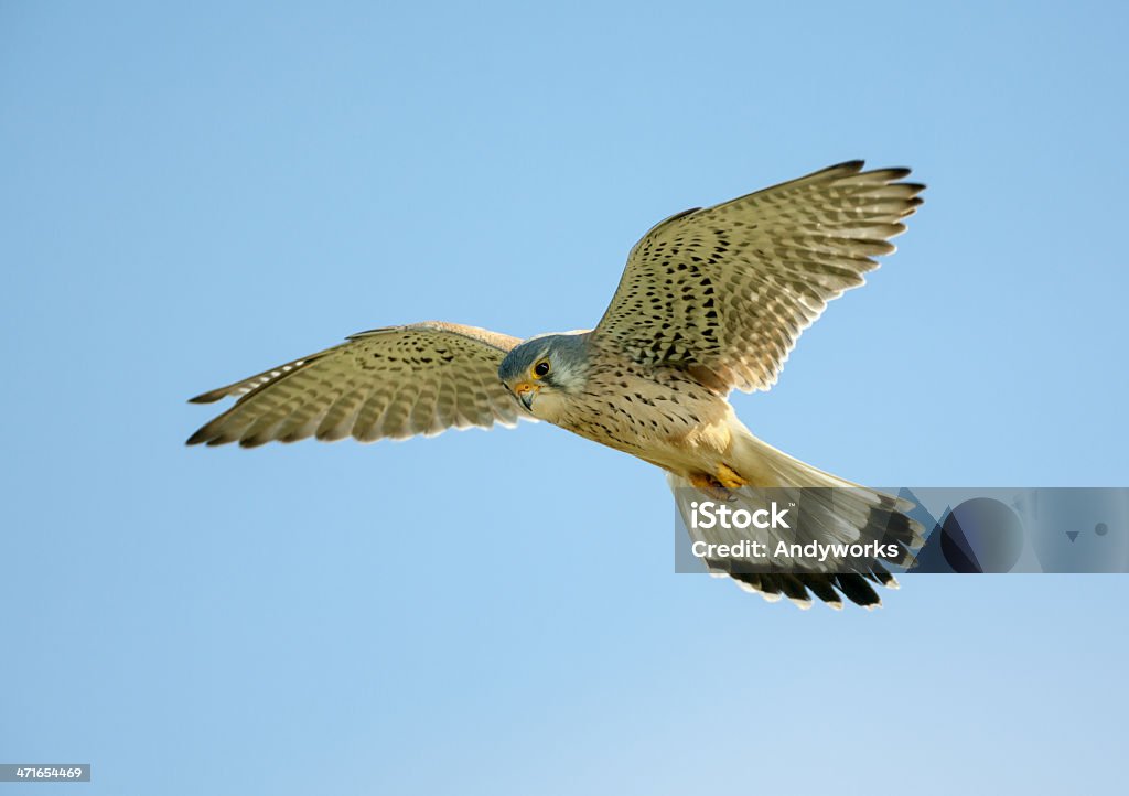 Common Turmfalke (Falco tinnunculus) im Flug - Lizenzfrei Echter Falke Stock-Foto