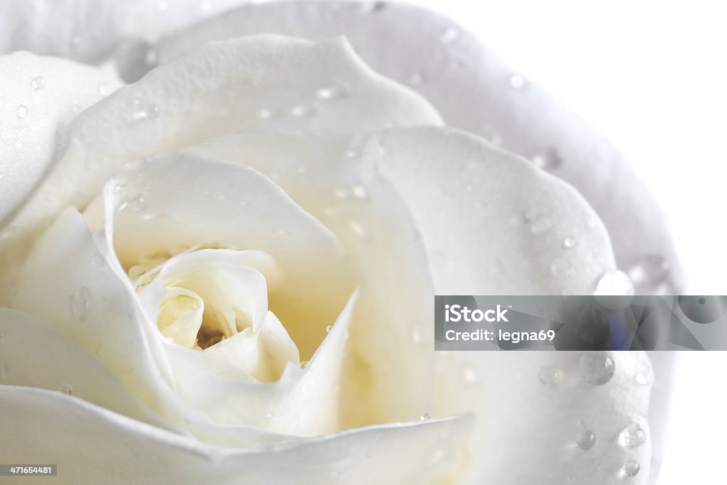 White rose - Zbiór zdjęć royalty-free (Rosa)