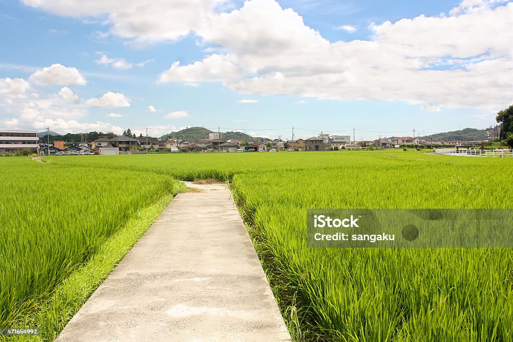 Path Through the Rice Fields - Okayama, Japan Japan Stock Photo