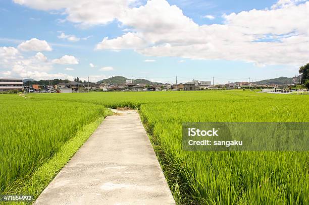 Path Through The Rice Fields Okayama Japan Stock Photo - Download Image Now - Japan, Rice Paddy, Japanese Culture