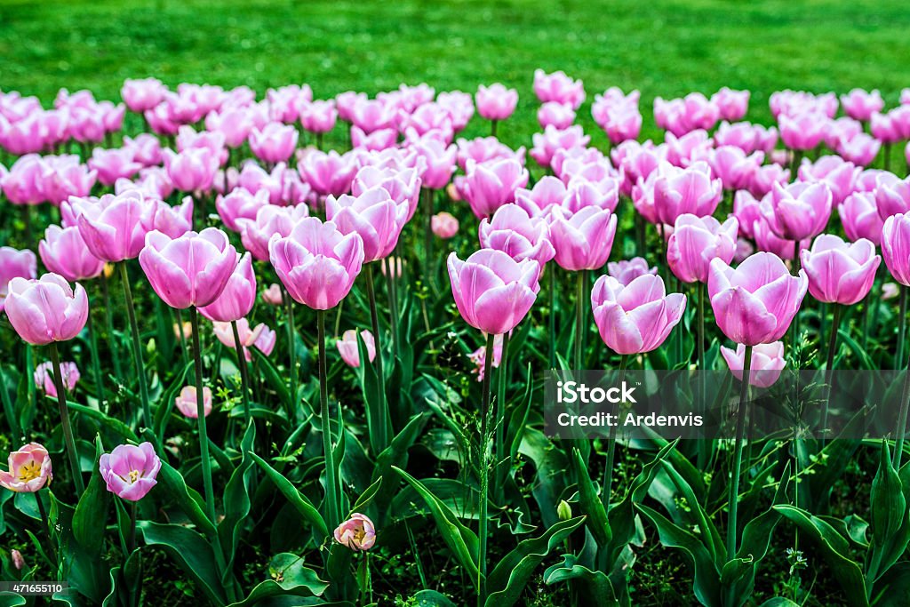 Bellissimi fiori di Tulipano Rosa primavera - Foto stock royalty-free di 2015