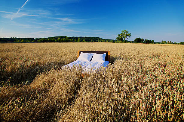 bed in a grain field- concept of good sleep