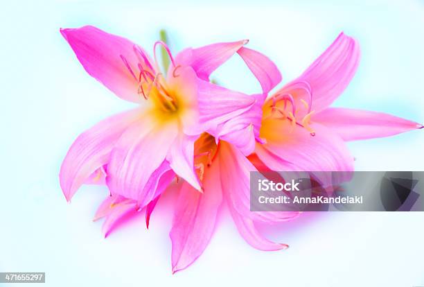 Pink Stockfoto und mehr Bilder von Baumblüte - Baumblüte, Blatt - Pflanzenbestandteile, Blume