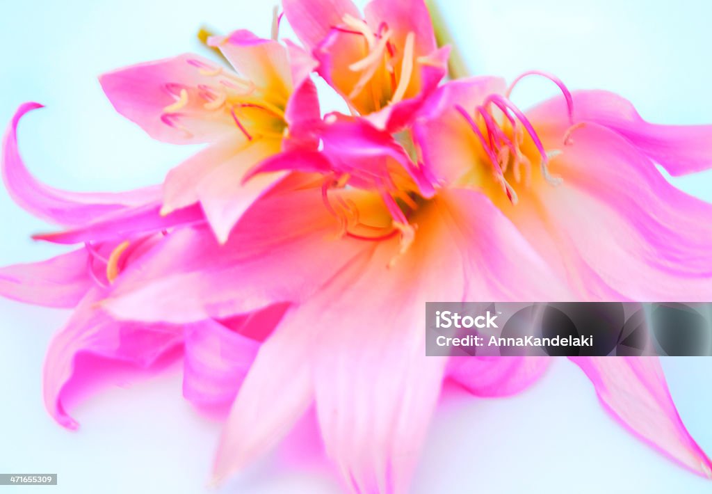 Cor de rosa - Royalty-free Amor Foto de stock