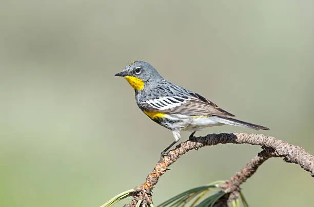 Photo of Yellow-rumped Warbler - Audubon's