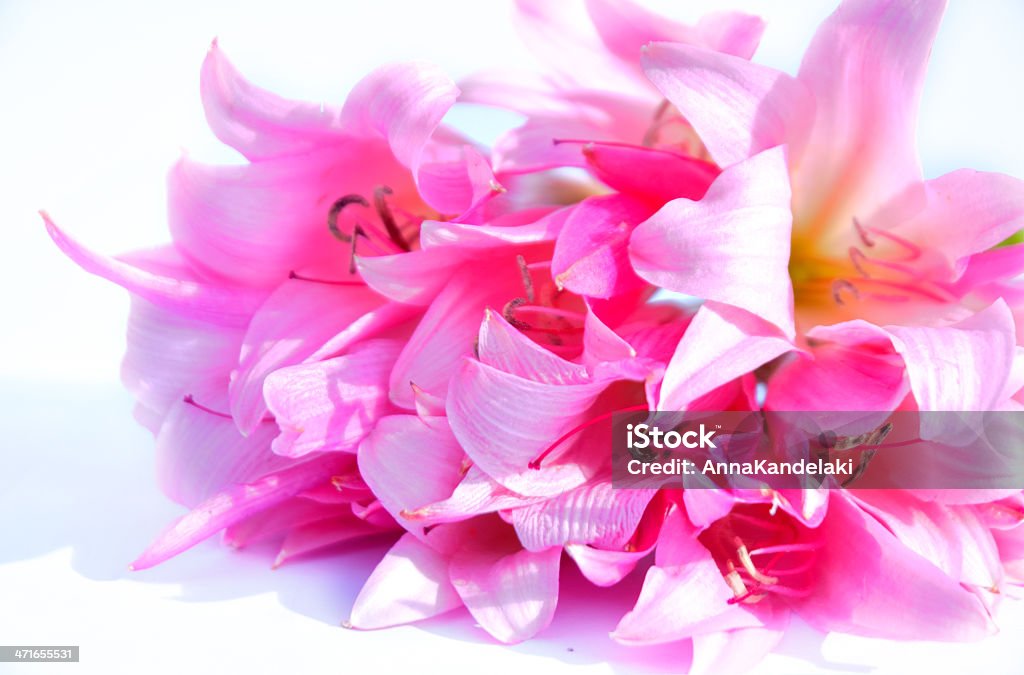 Cor-de-rosa - Foto de stock de Amor royalty-free